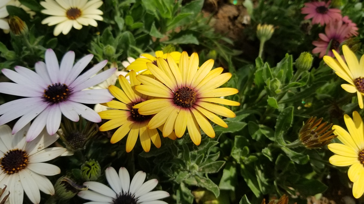 美丽的小花 / The beauty of the flower (Dianthus&Marigold)