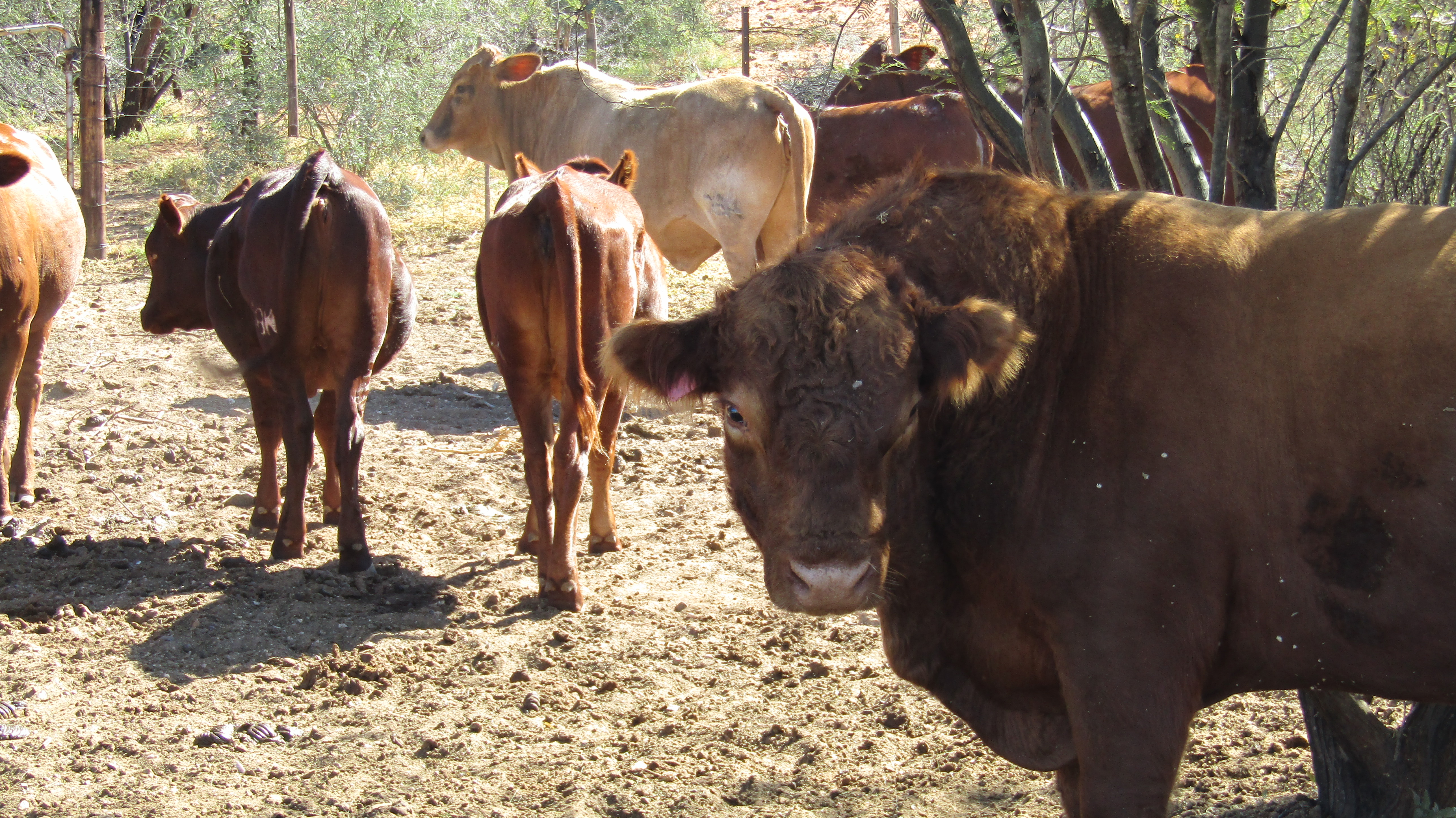 Cattle.