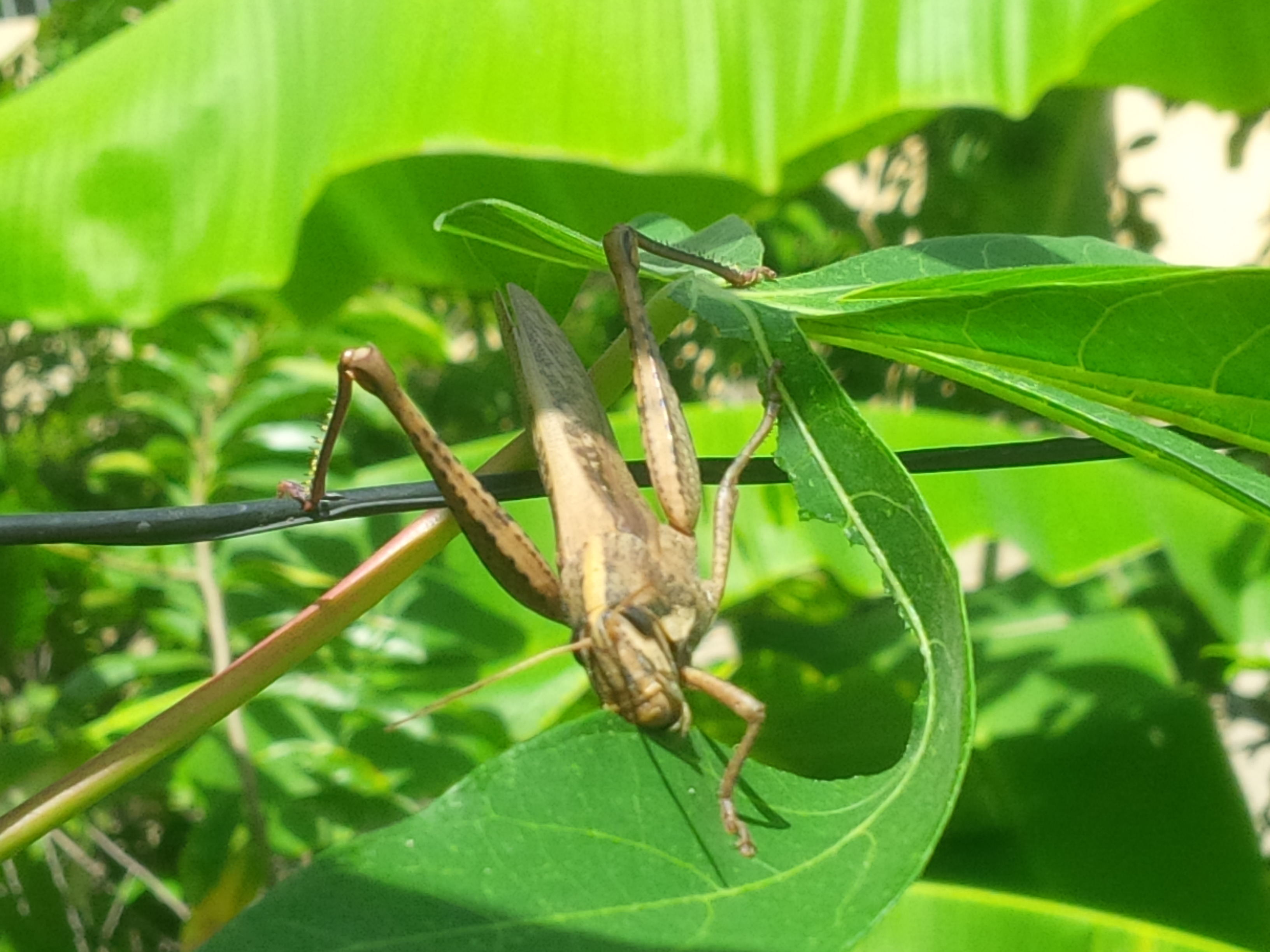 Saltamontes 2.jpg