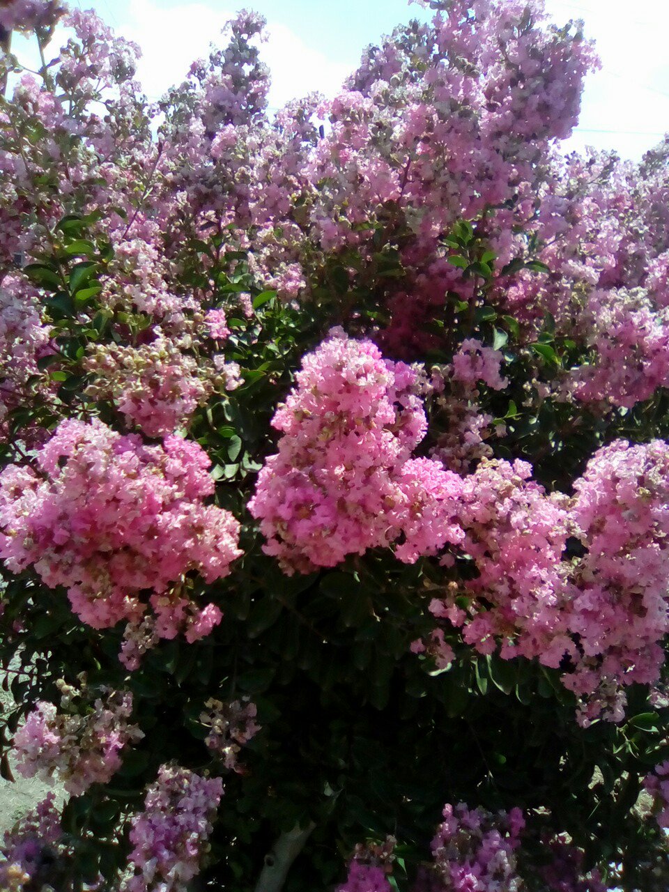 IMG_20170607_183313.jpg