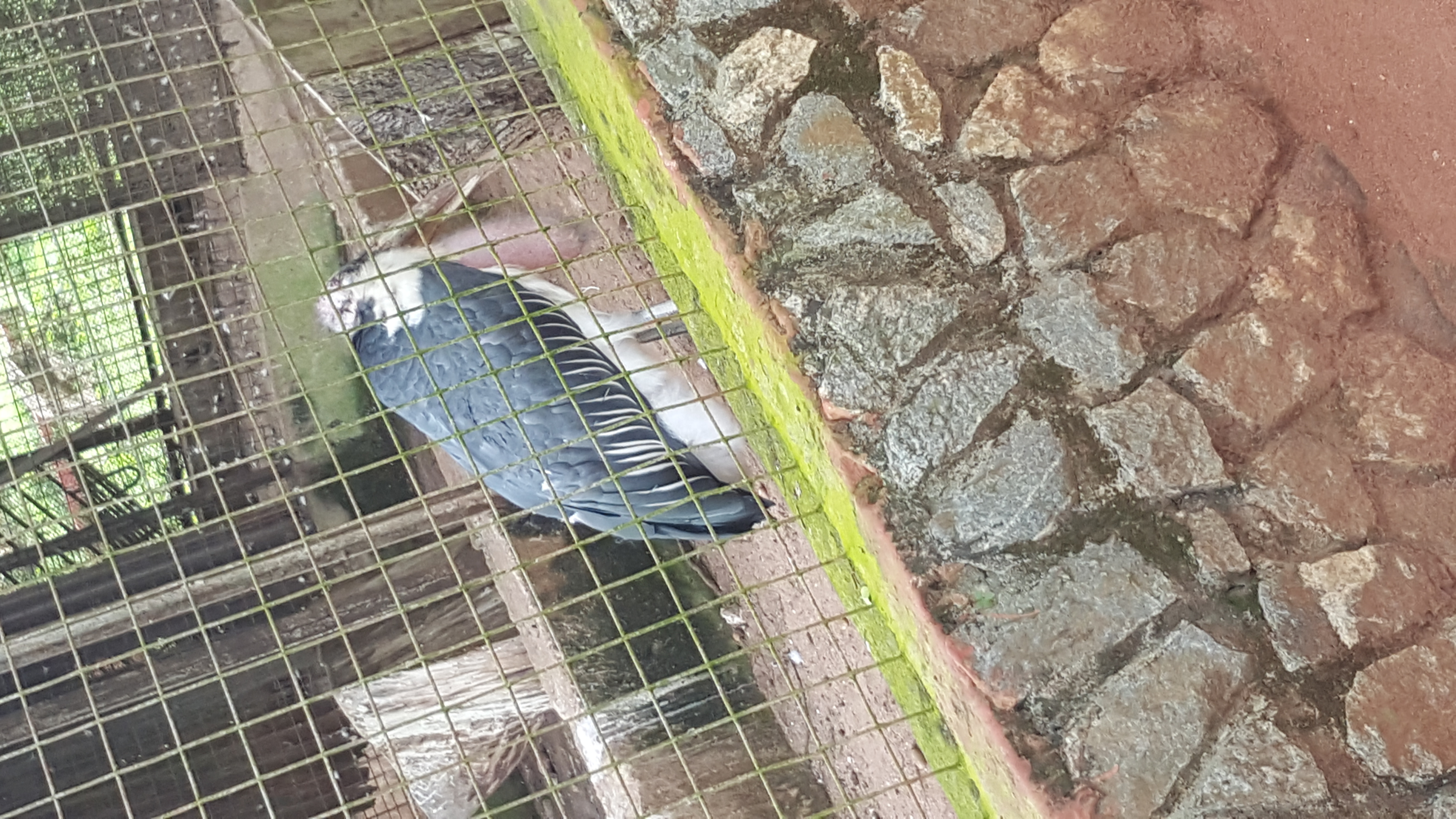 20180606_114826.jpg