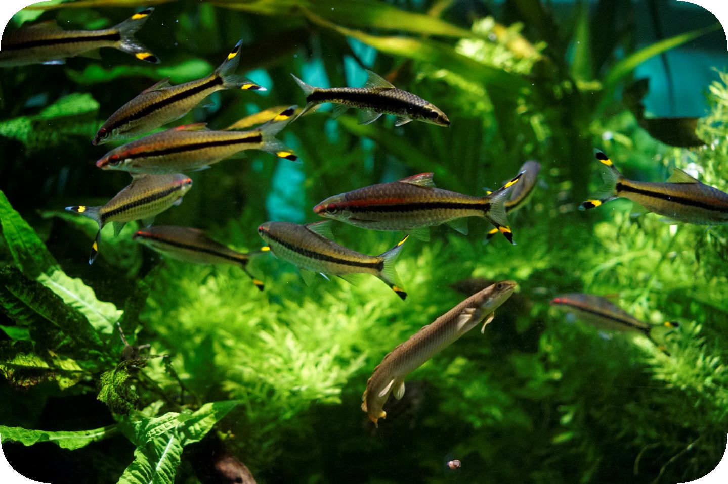 Oceanarium in St. Petersburg. Part 4\Ozeanarium in St. Petersburg. Teil 4