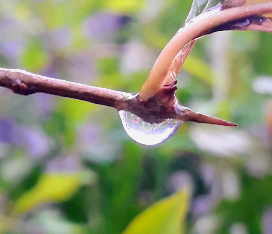Rain drops photography _20260520_124616_0000~2.png