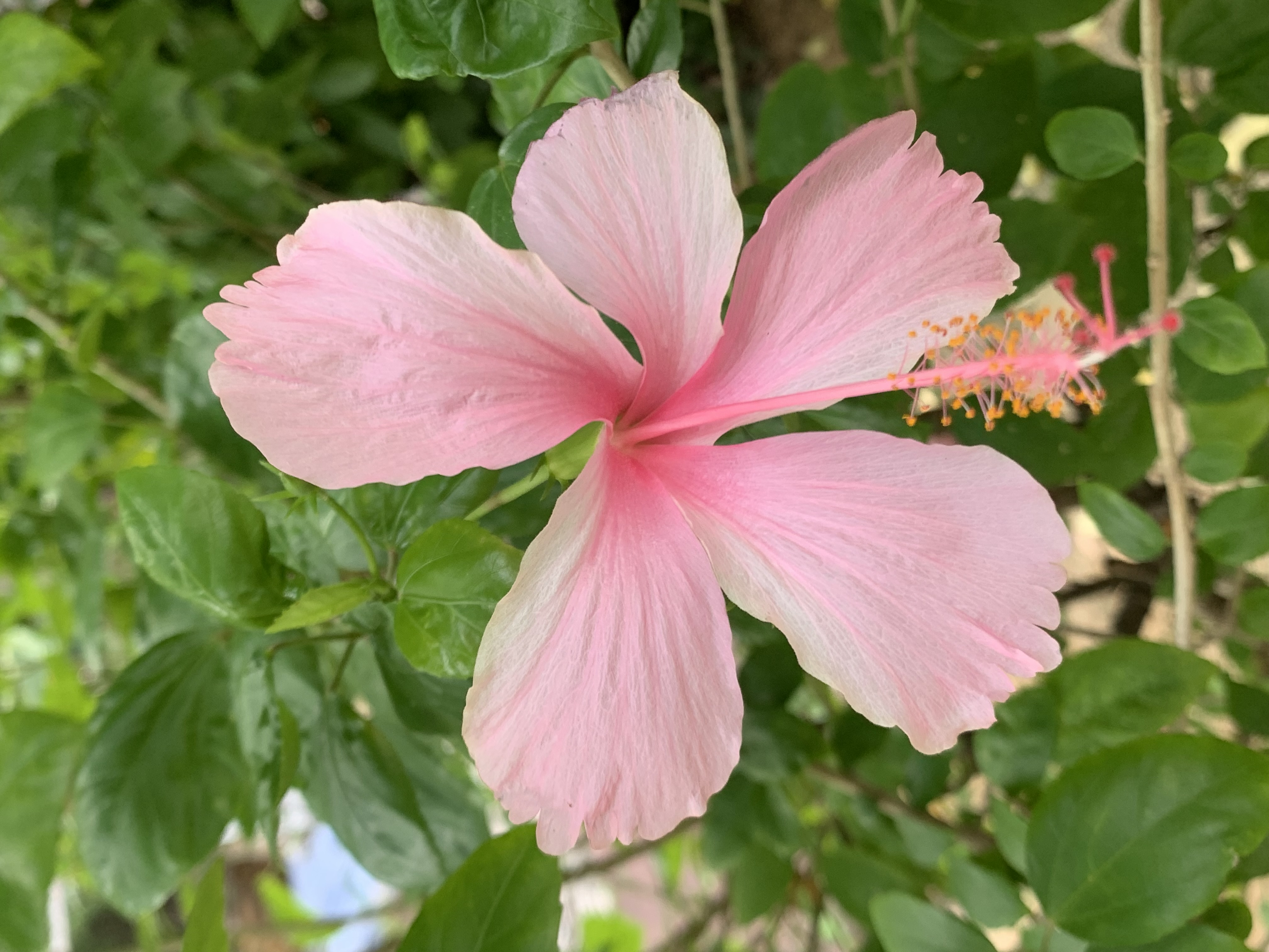 pink Chaba4.jpg