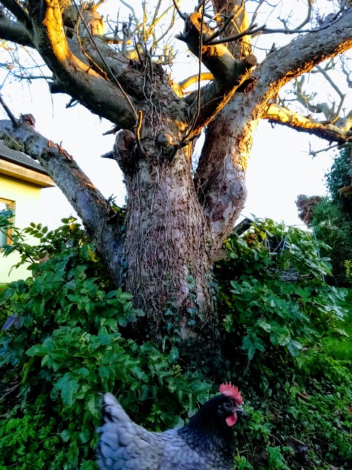 Tree