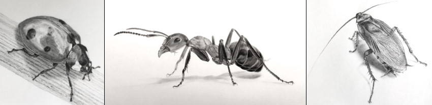 insects-drawing-examples.jpg