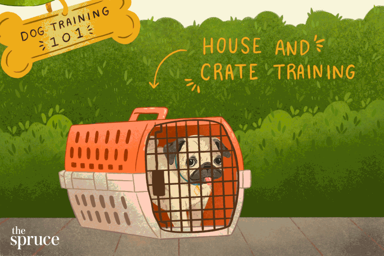 Steps-to-train-your-dog-1118273-V2-5d173cdbc9284617a30482adbd9ab0ff.gif