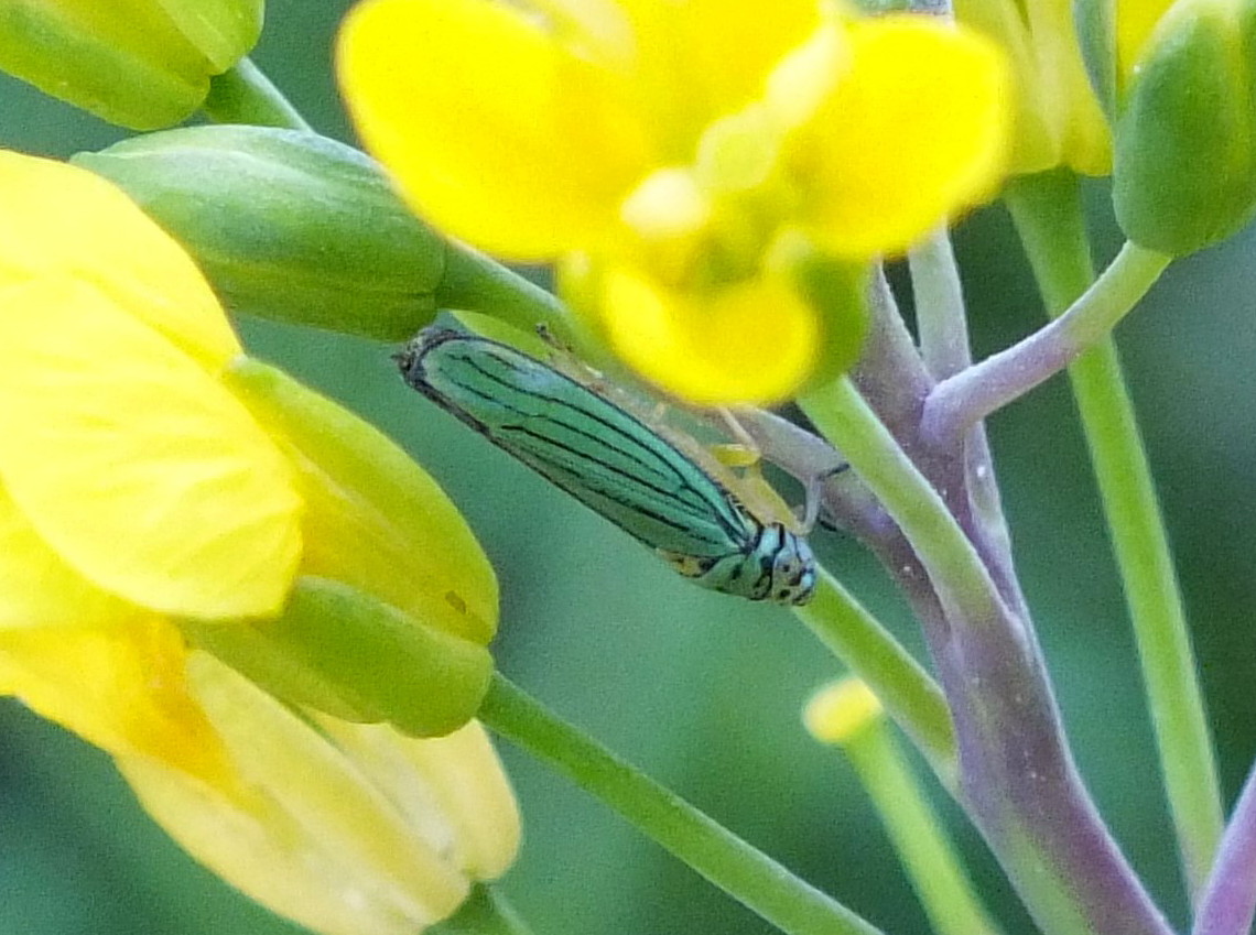 RD0217-Bug-Macro.jpg