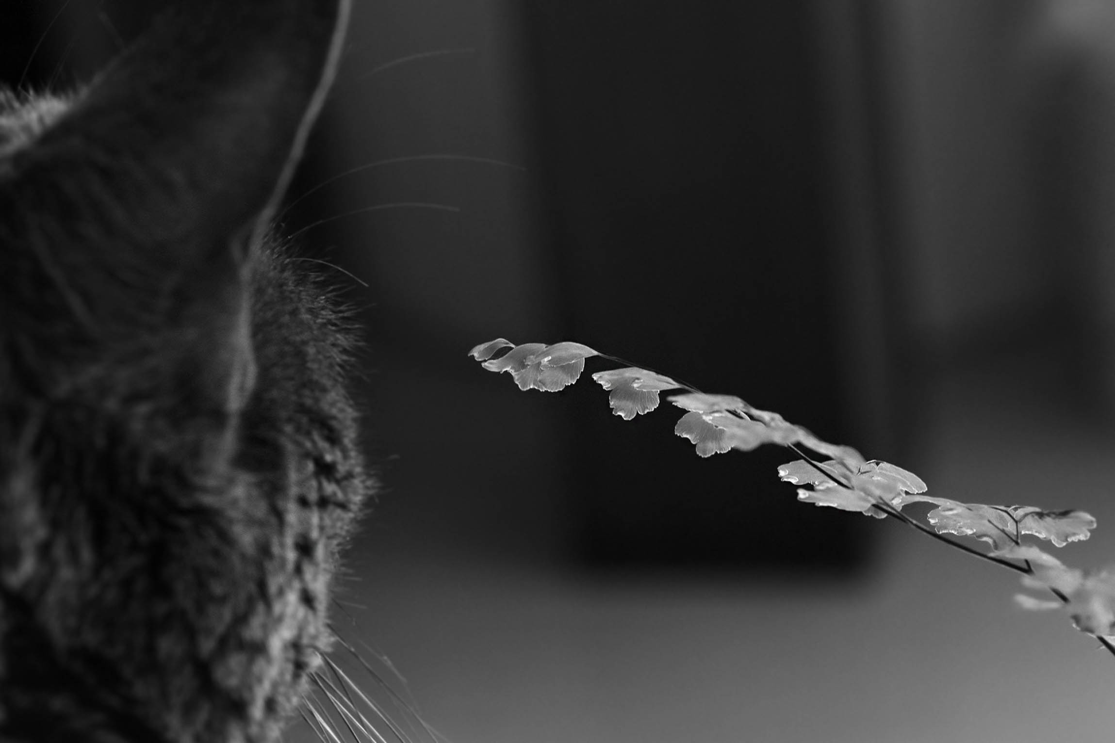 Suzi and fern bw 1.jpg