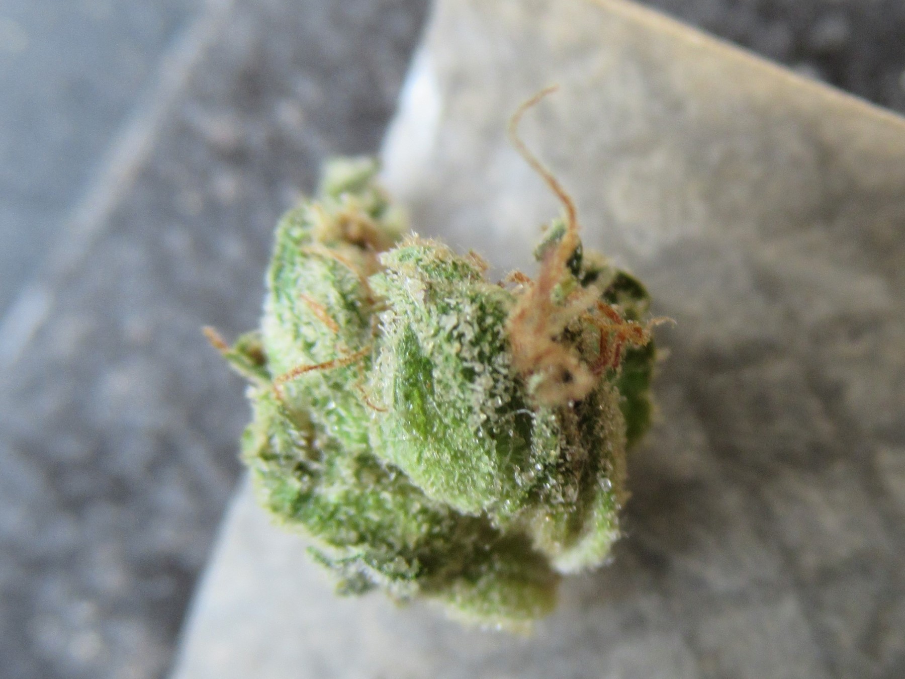 microsplitlilbud.jpg