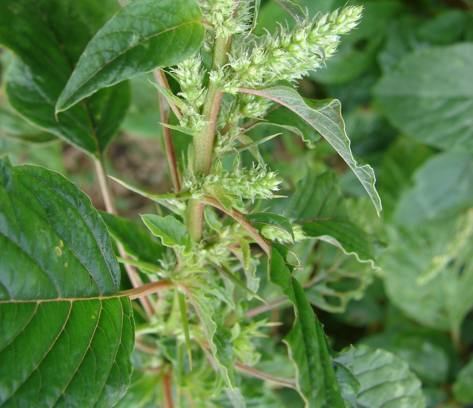 Manfaat dan Khasiat Bayam Duri (Amaranthus Spinosus L.).jpg