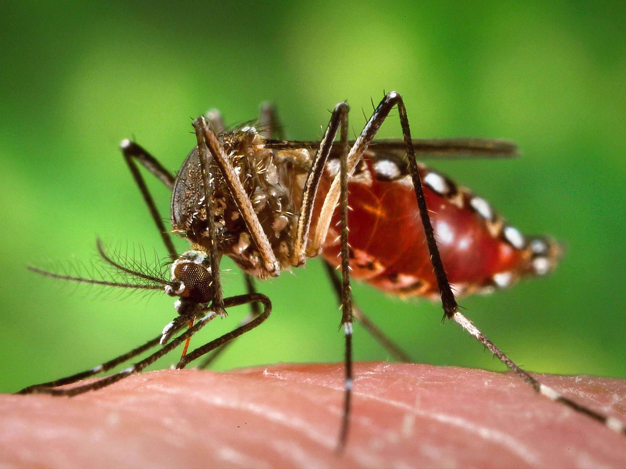 Genetically-Engineered-Mosquitoes-Science-971015354.webp