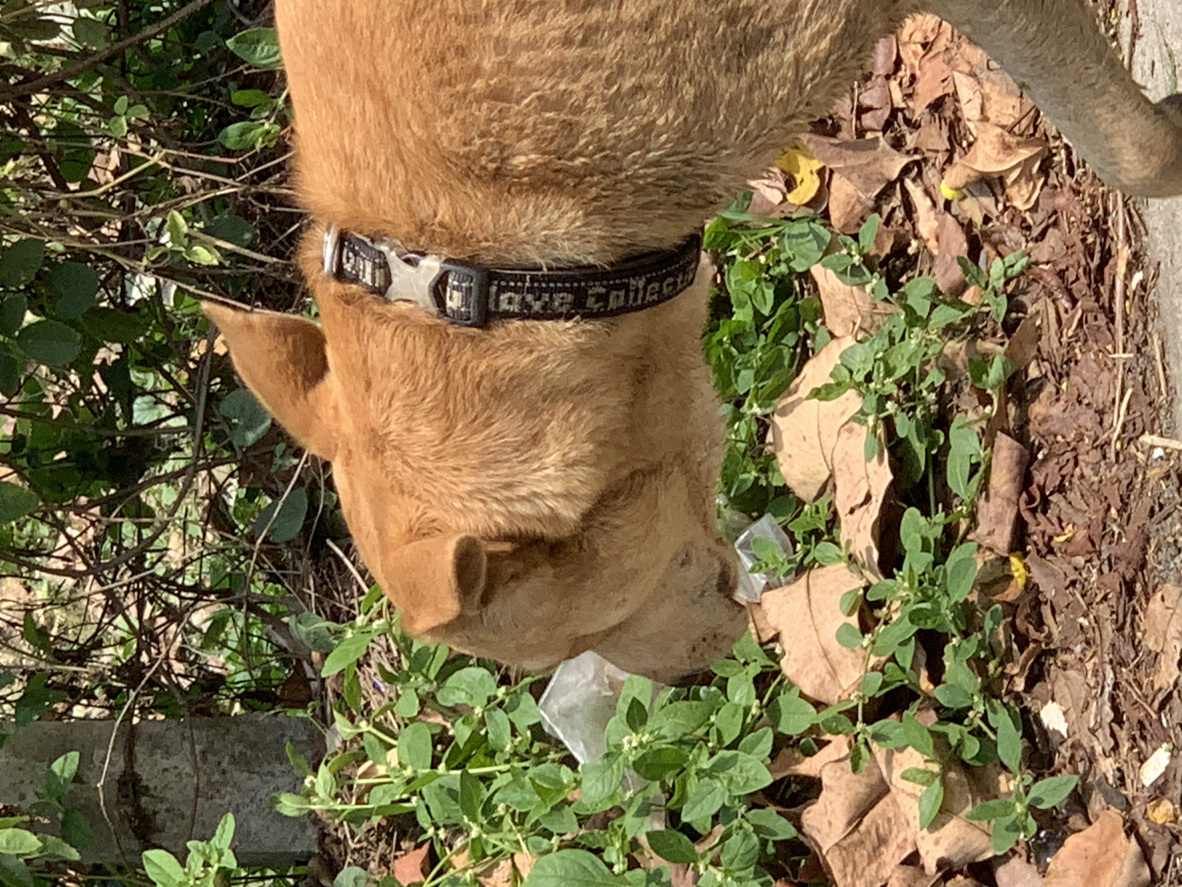 dog8.jpg