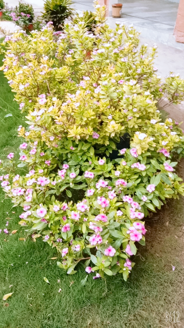 B612_20210415_055710_069.jpg