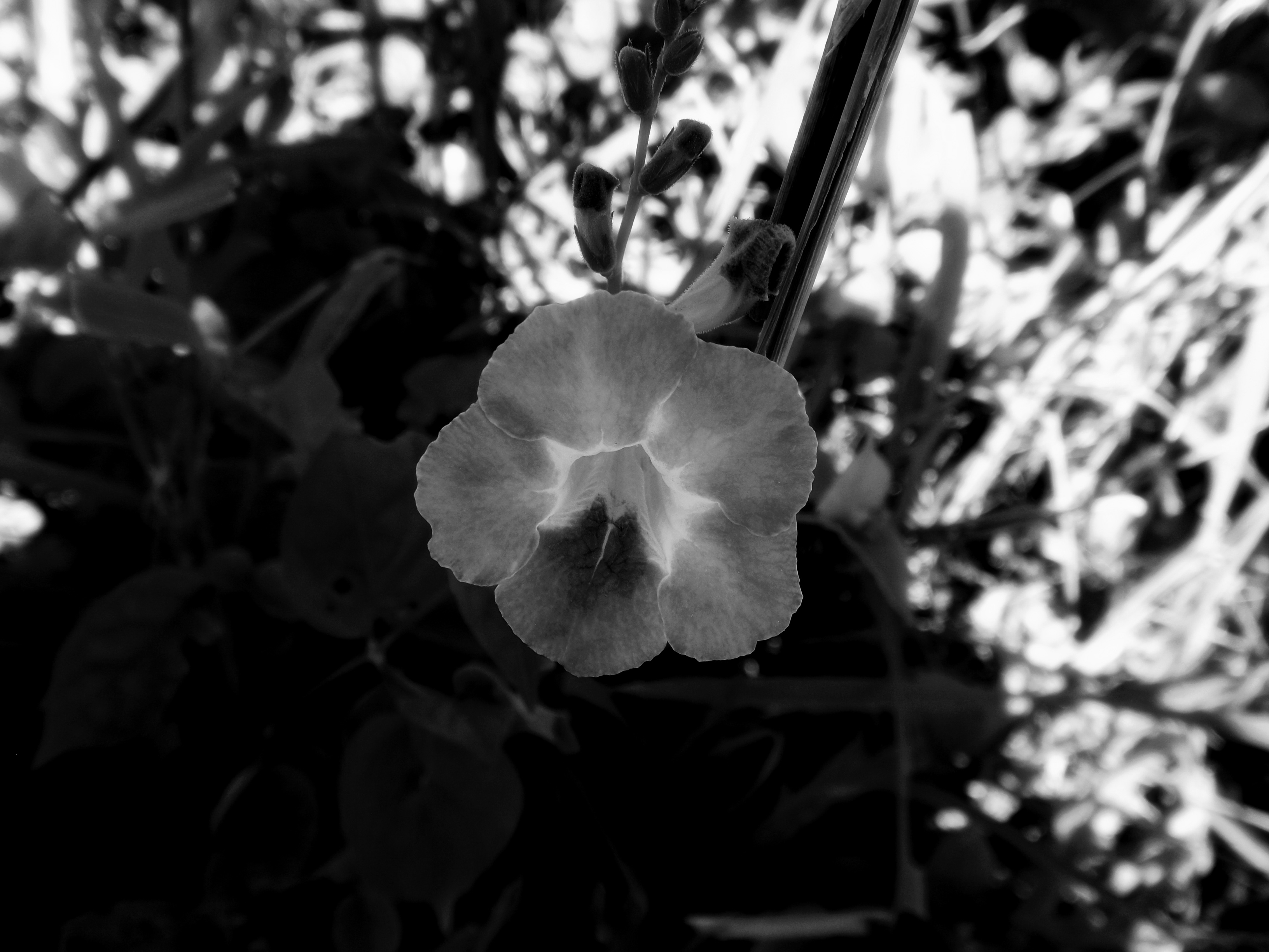DSCF3543-1.JPG