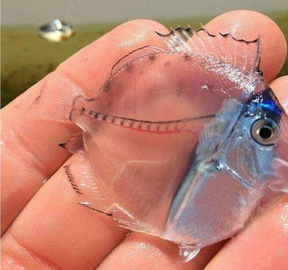 Прозрачная рыба картинки. Сальпа Маджоре рыба. Micro Tang рыба. Прозрачная рыбка Micro Tang. Невидимая рыба.