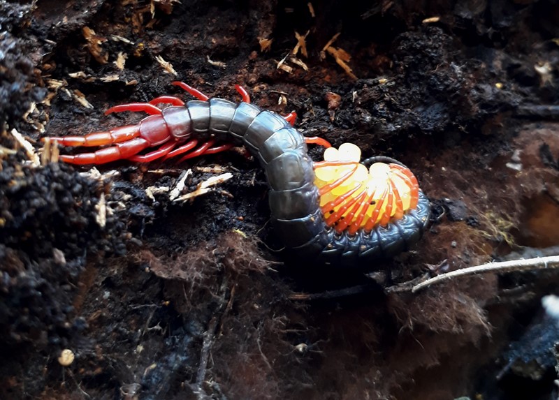 cormocephalus nitidus2.jpg