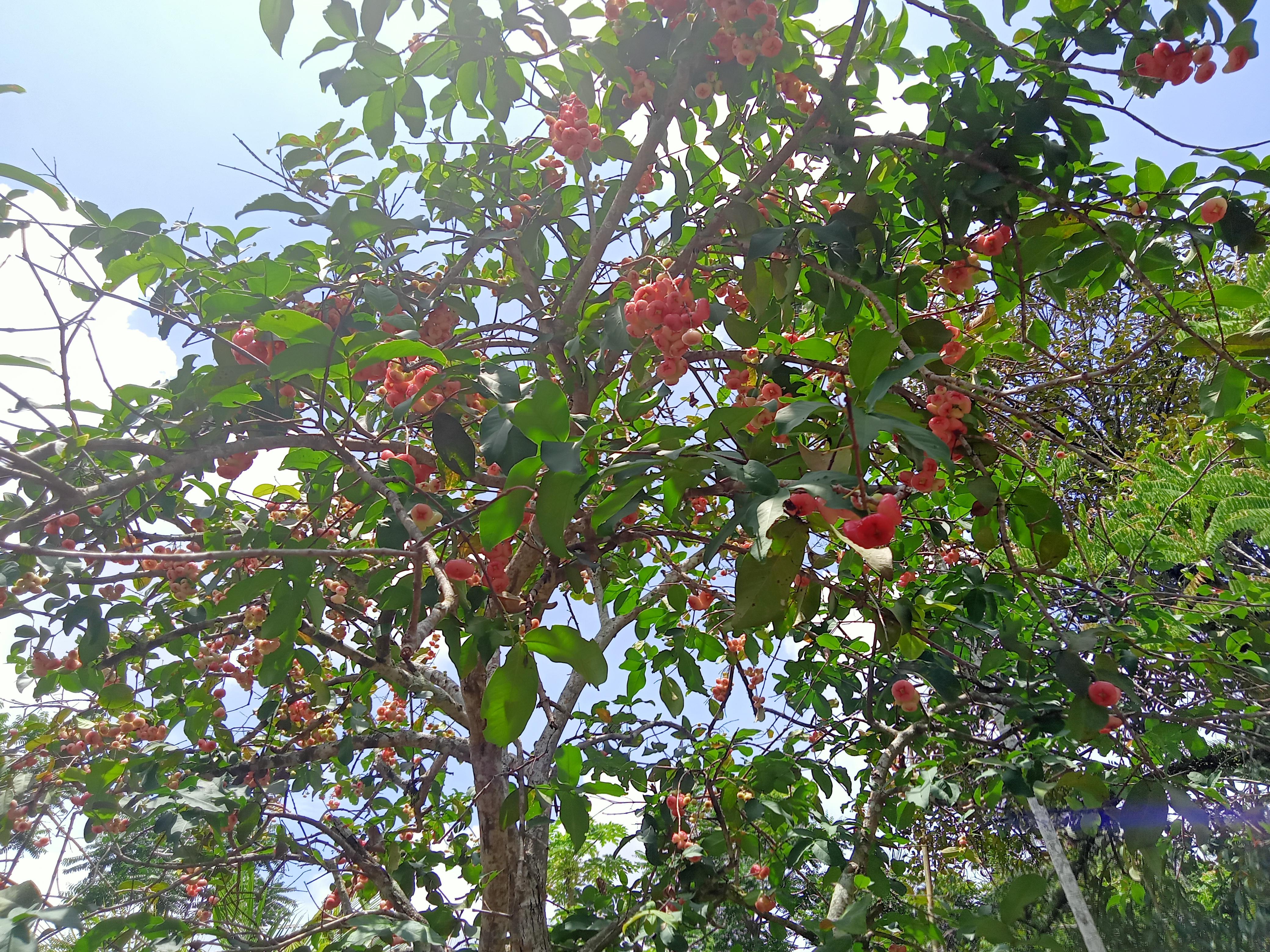 IMG20210414122443_00.jpg