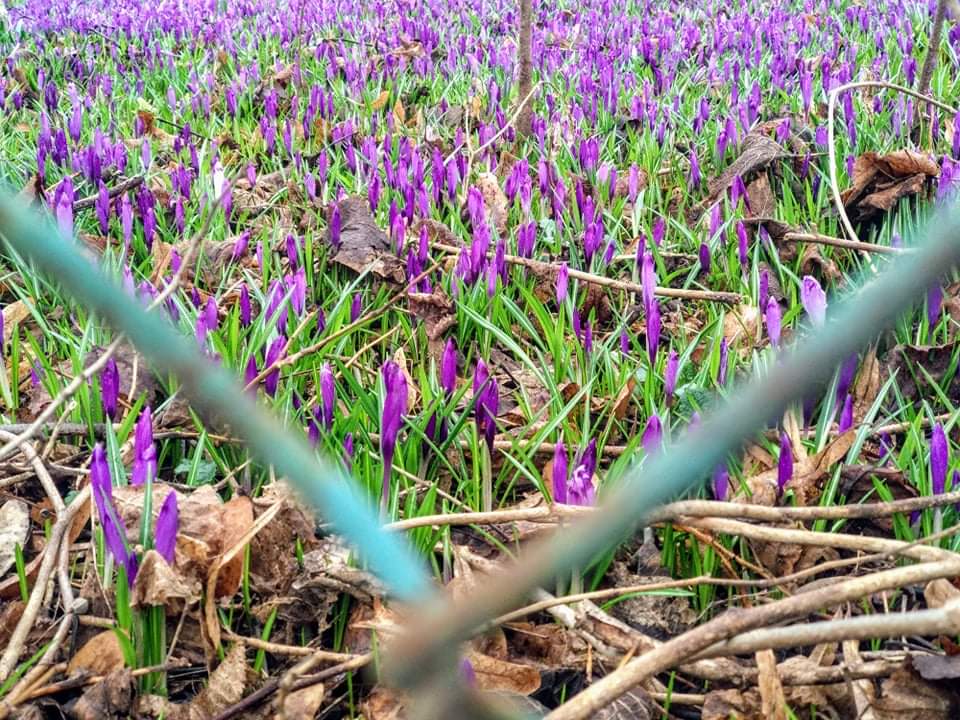 received_136245887764803.jpeg