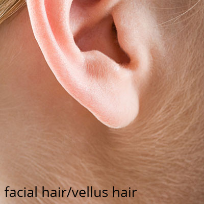 vellus-facial-hair(2).jpg
