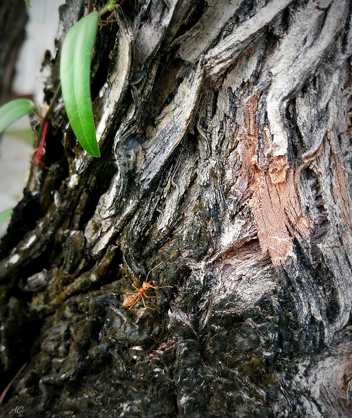DSC_0193b.jpg