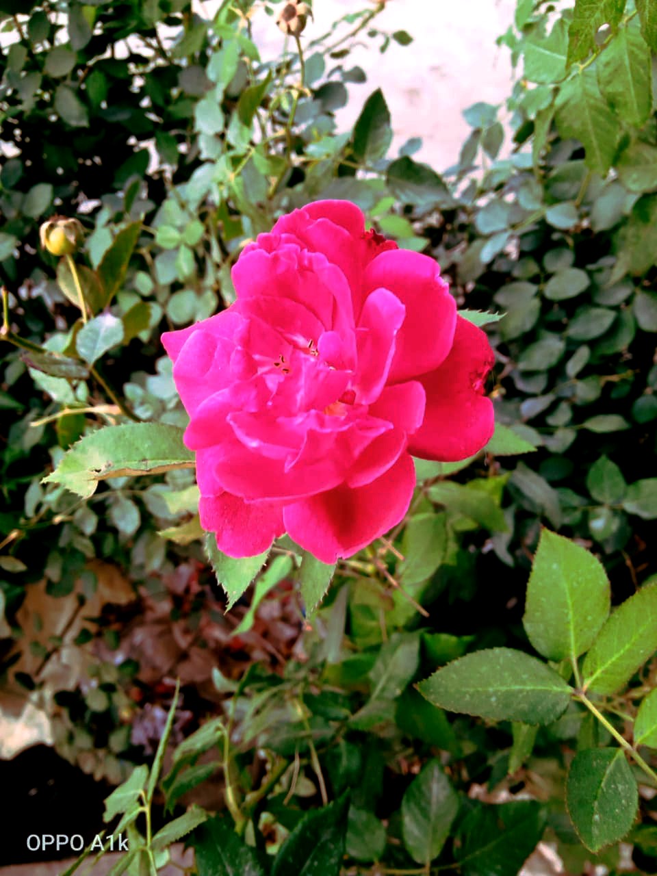 IMG-20211210-WA0002_1.jpg
