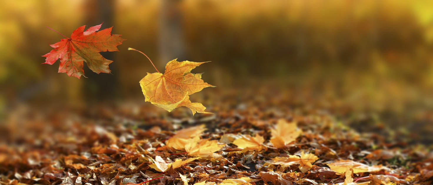 shutterstock_475746394_result-1.jpg