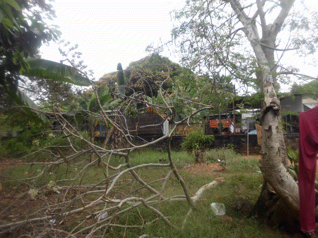 Arbol roto.gif