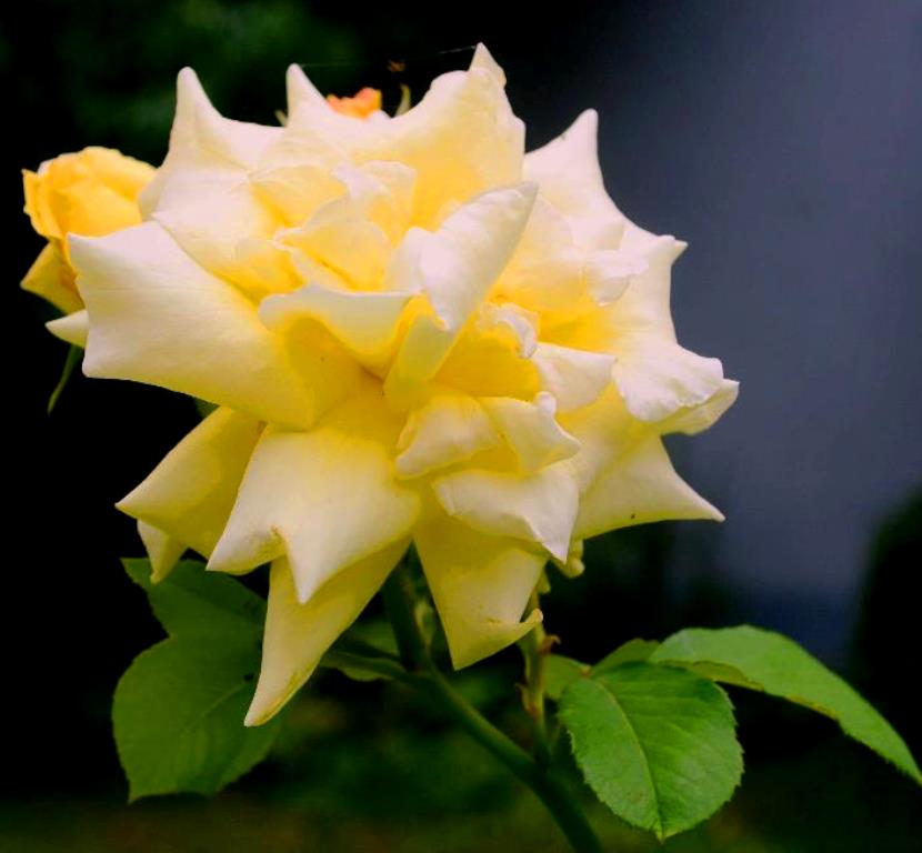 Rosa a.jpg