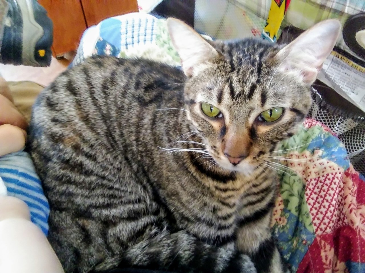 Stella's resting bitch face.jpg