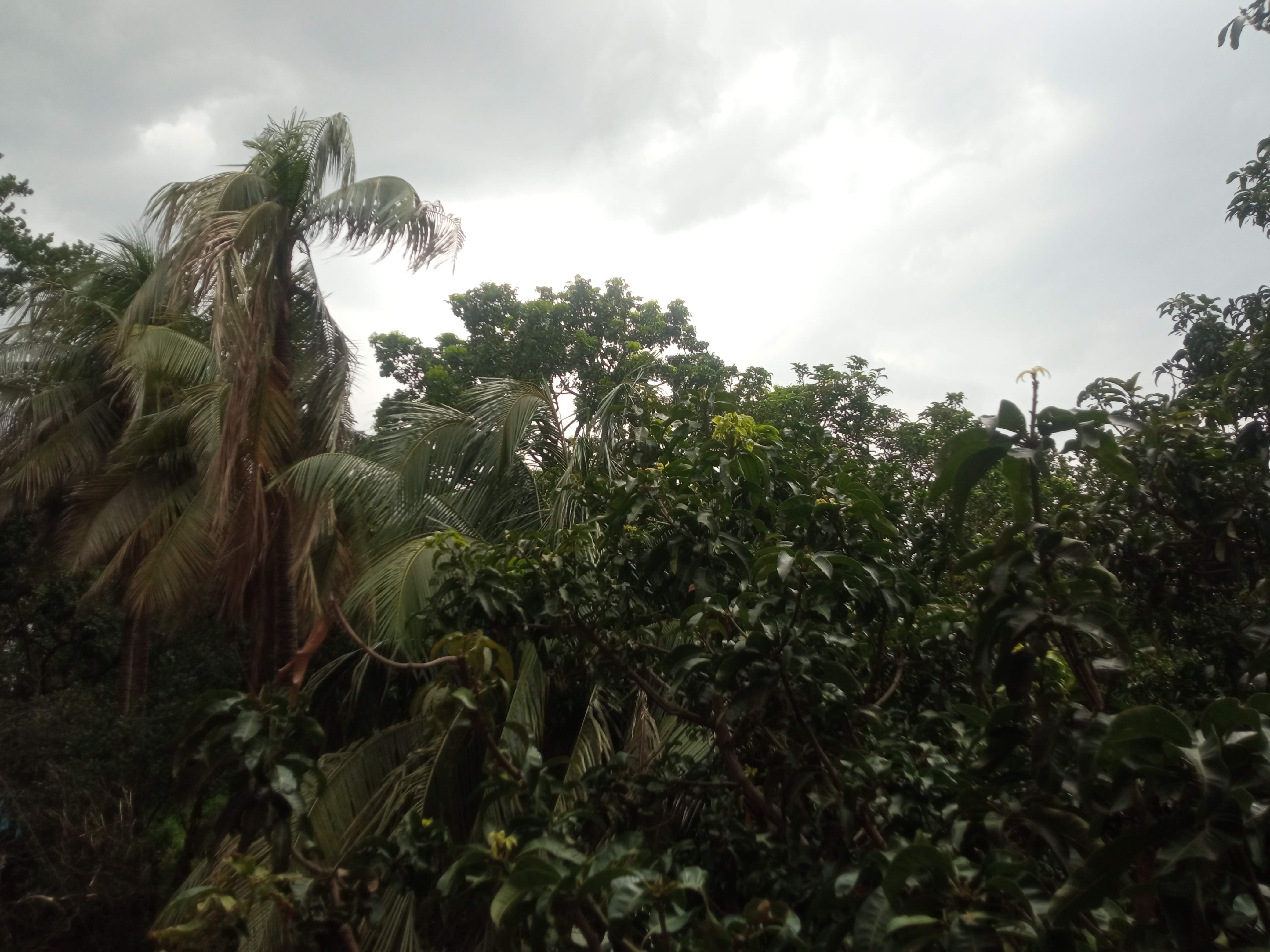 প্রকৃতি (1).jpg