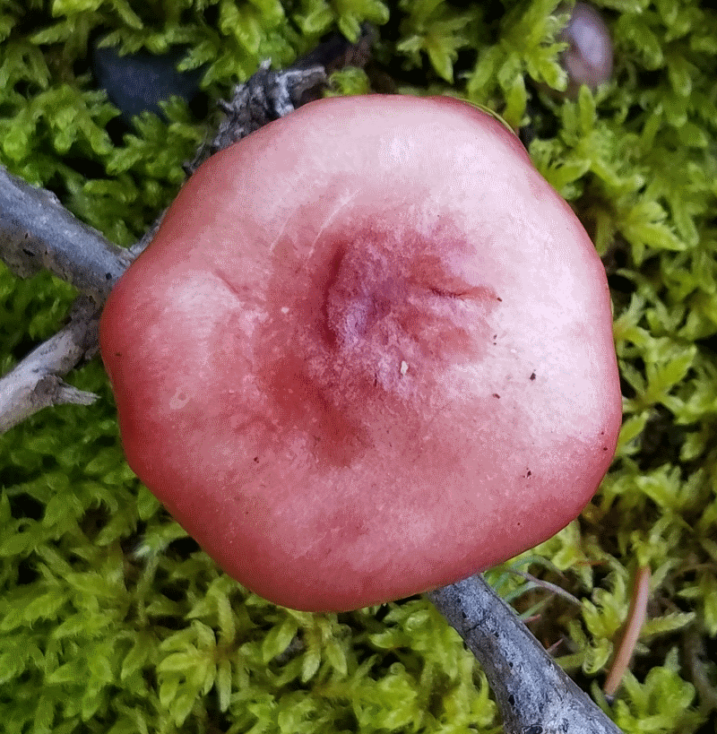 red mushroom.png