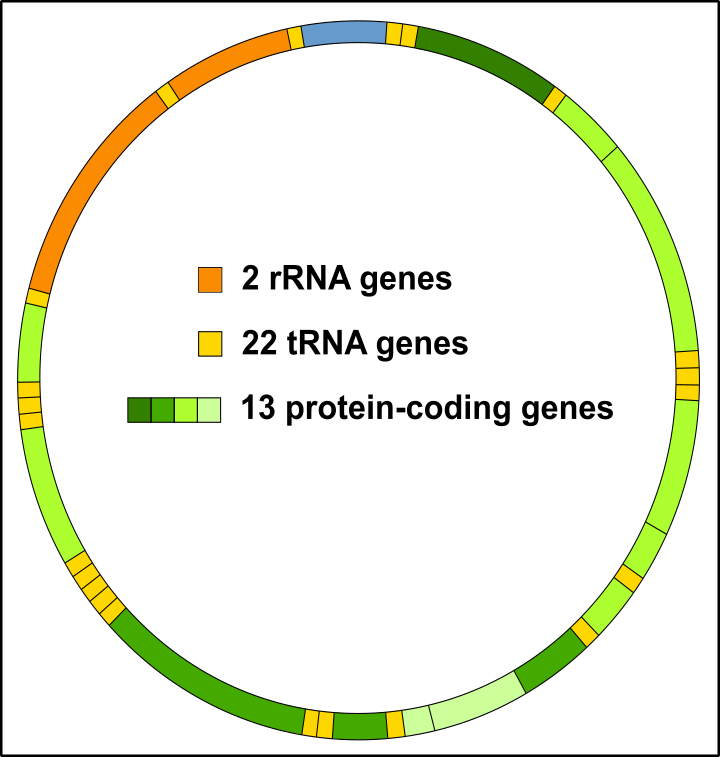 mtDNA.png