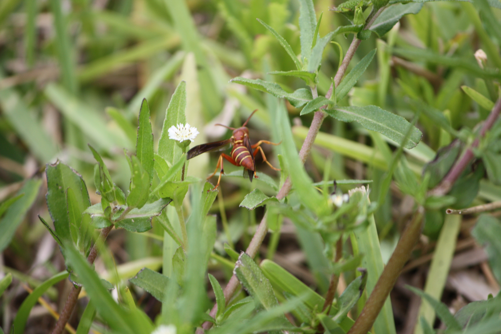 green-bug.jpg