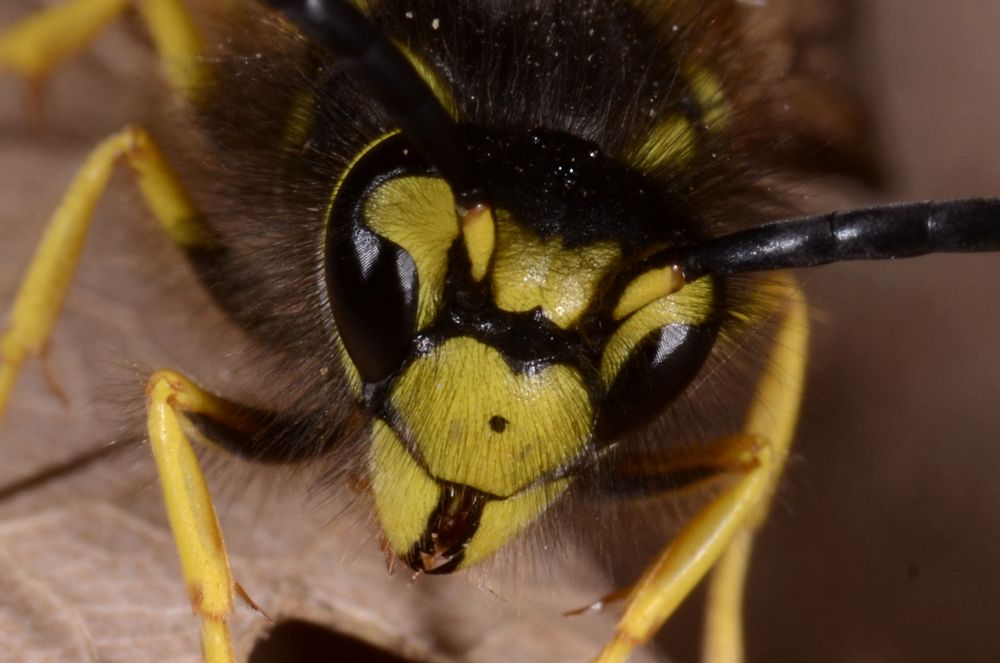 Vespula_germanica.jpg