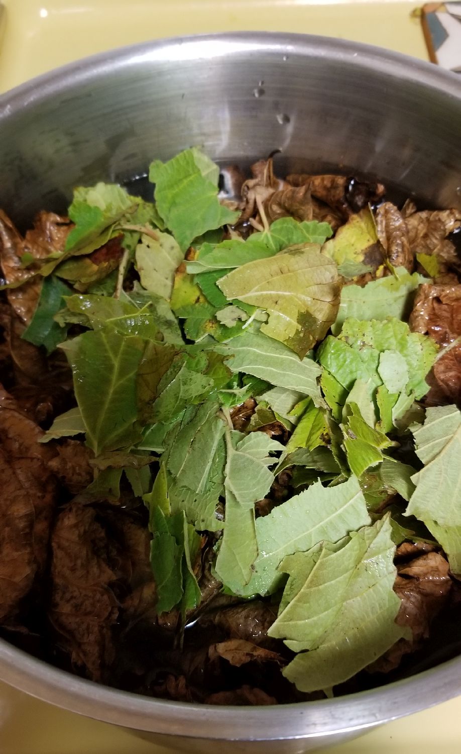 20181207_000006 - Preparing witch hazel to extract.jpg