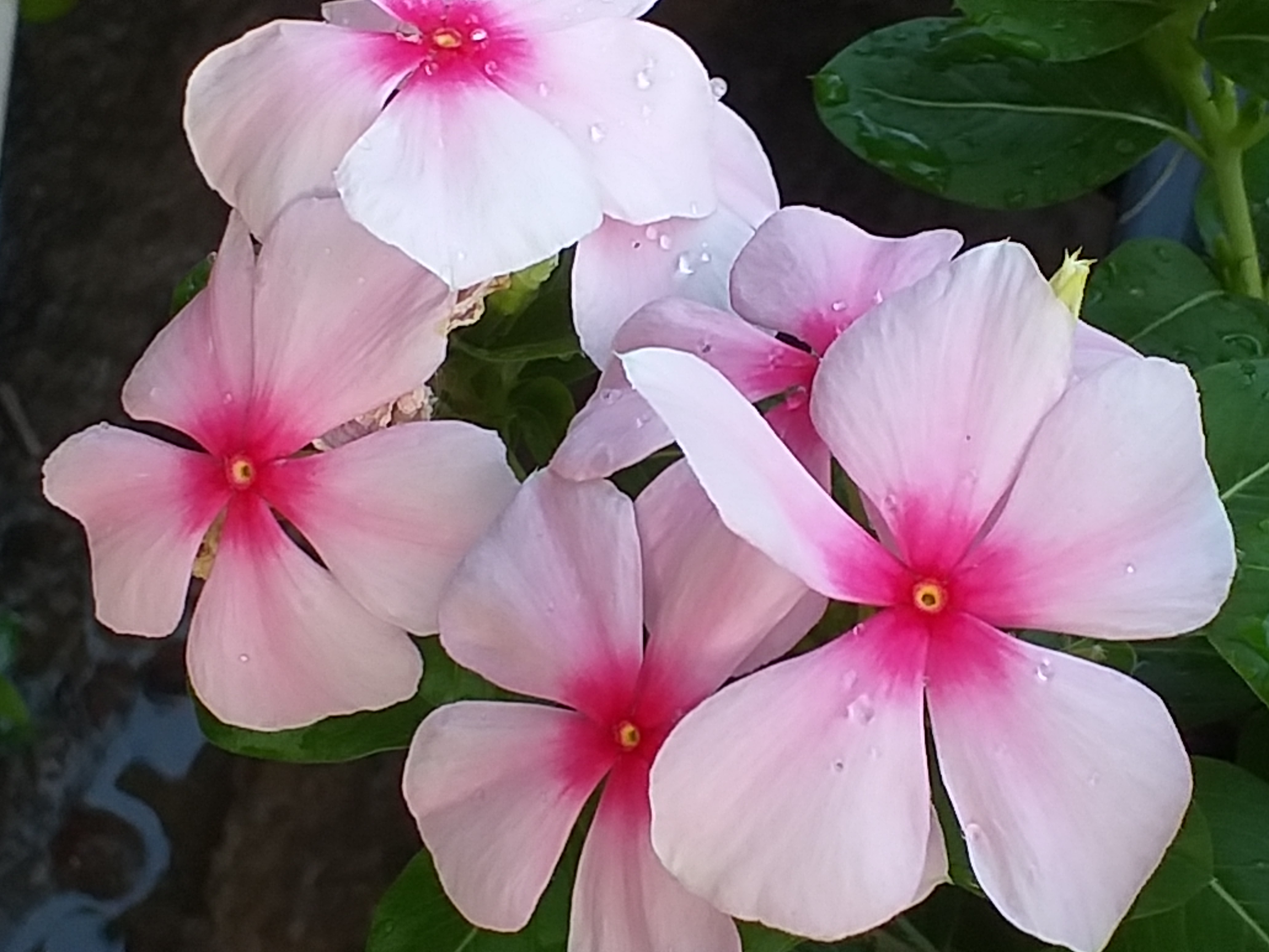 my garden206.jpg