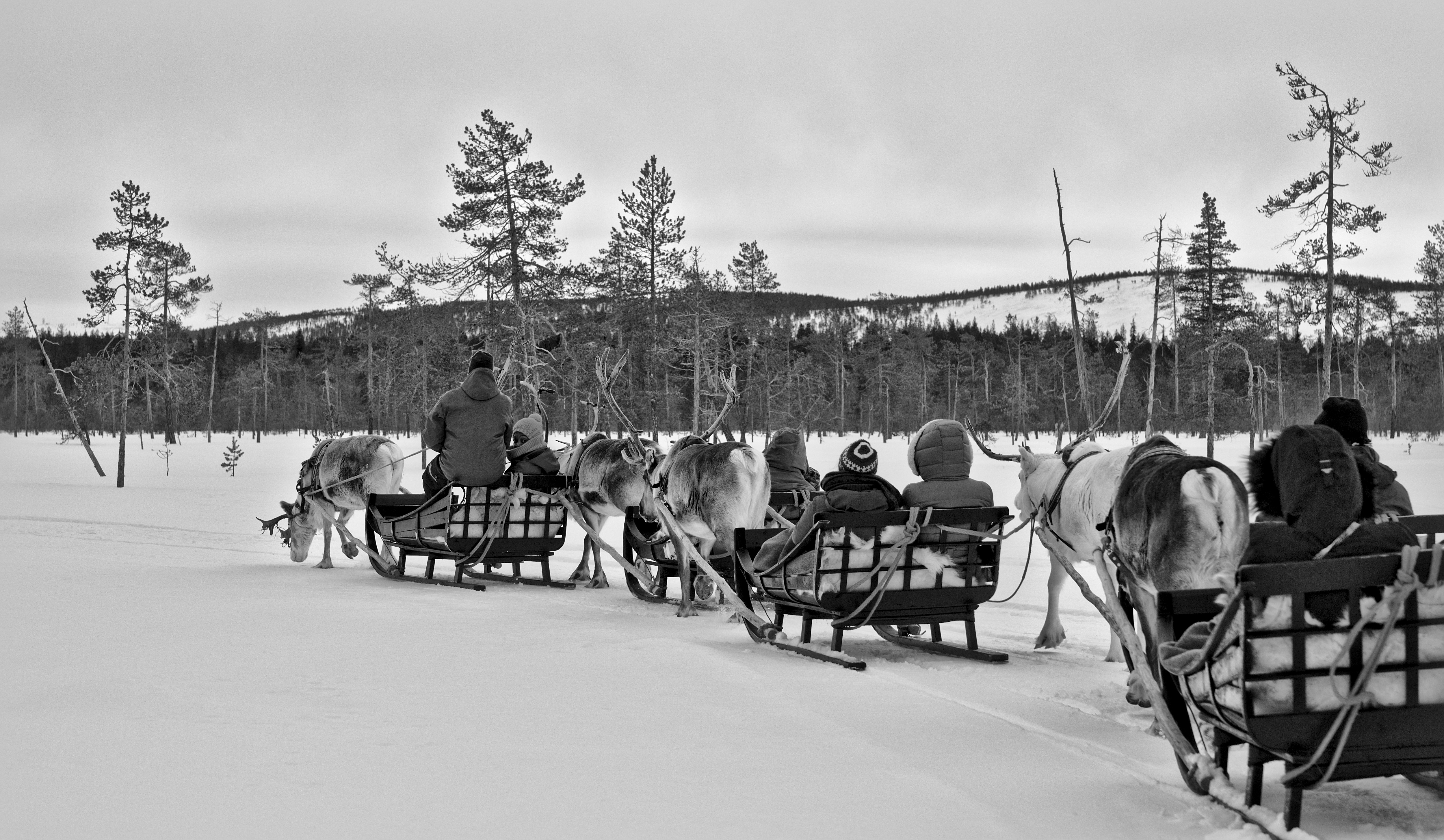 Reindeer safari part 1__MG_3540.jpg