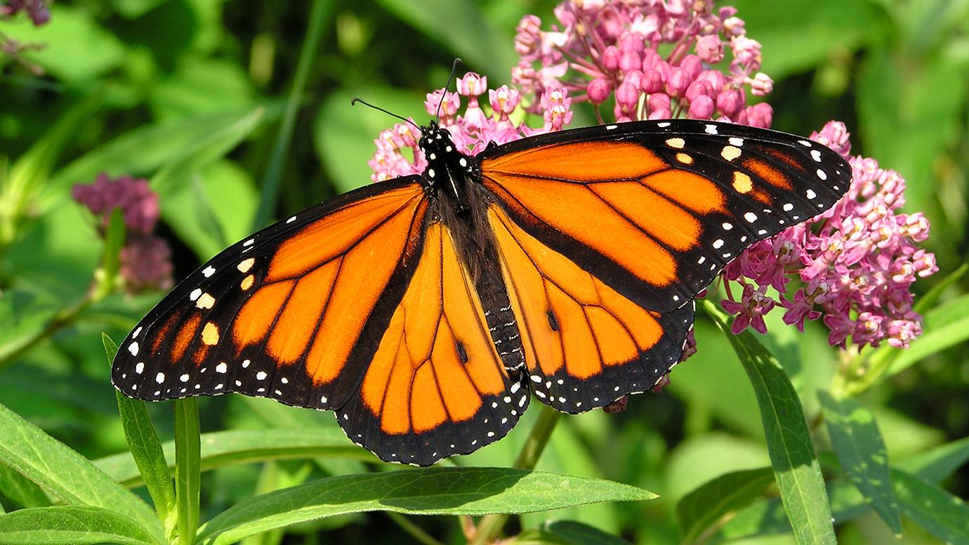monarch-butterfly-stock.jpg