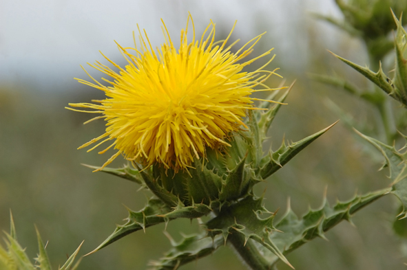 Flor el Cardo.