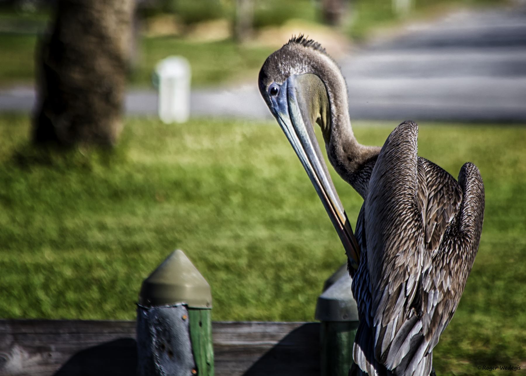 PelicanItch.jpg