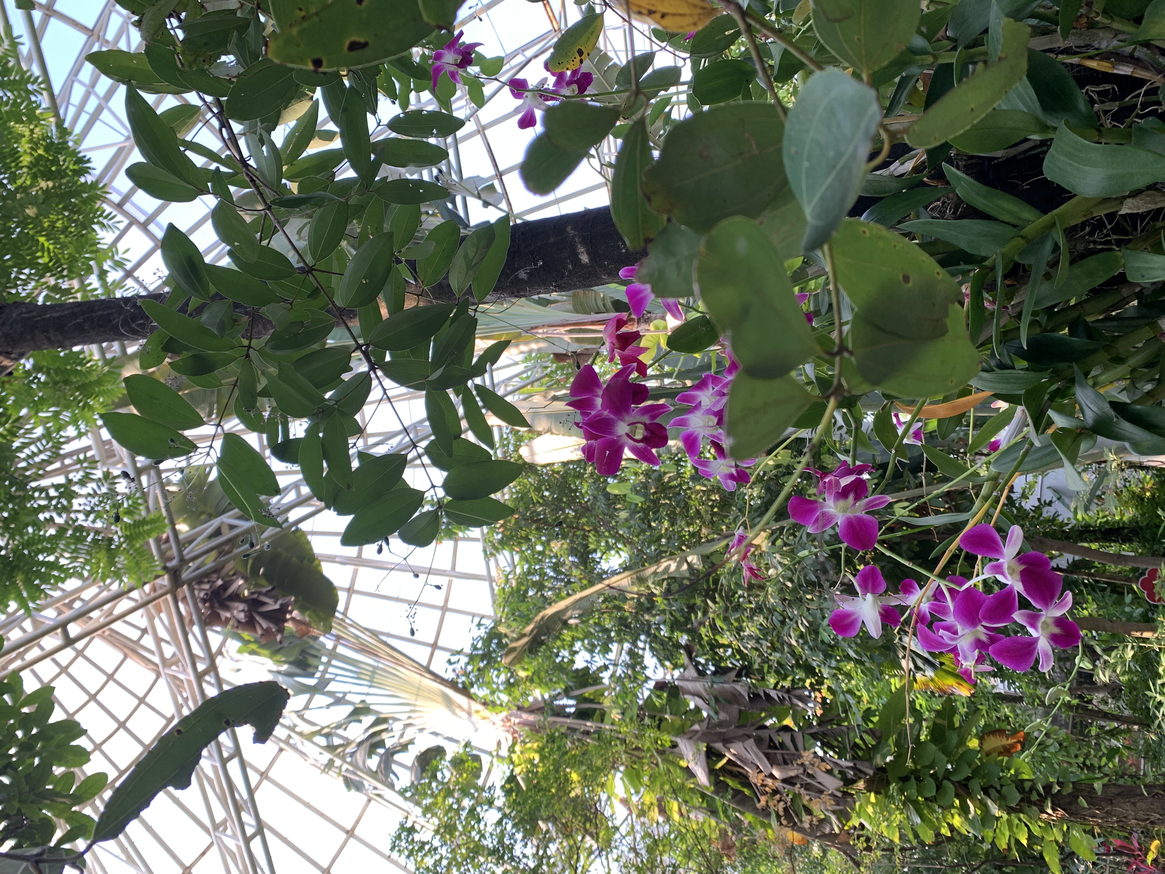 Bangkok Butterfly Garden & Insectarium111.jpg