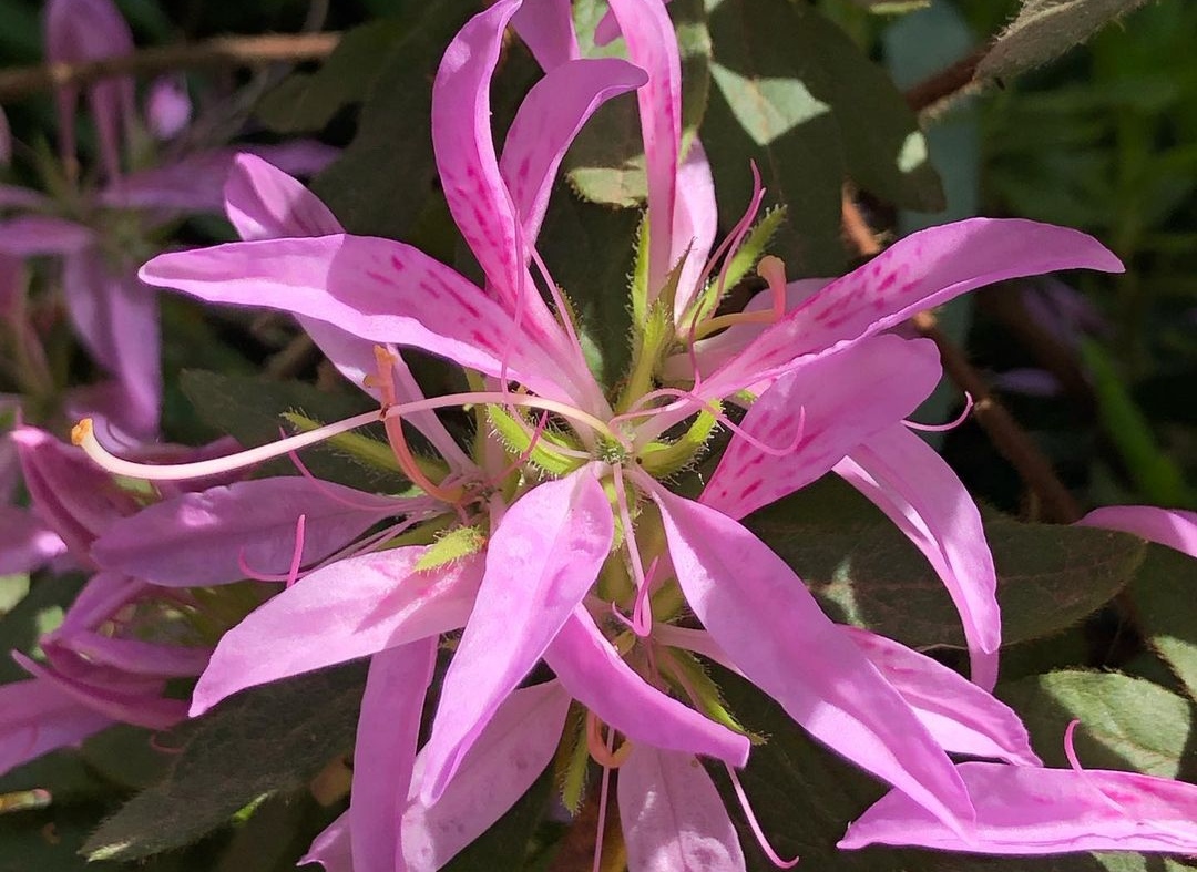 The Rhodora Flower | Best Flower Site