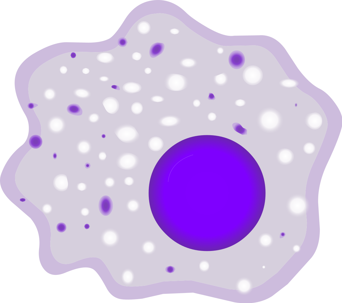1156px-Macrophage.svg (1).png