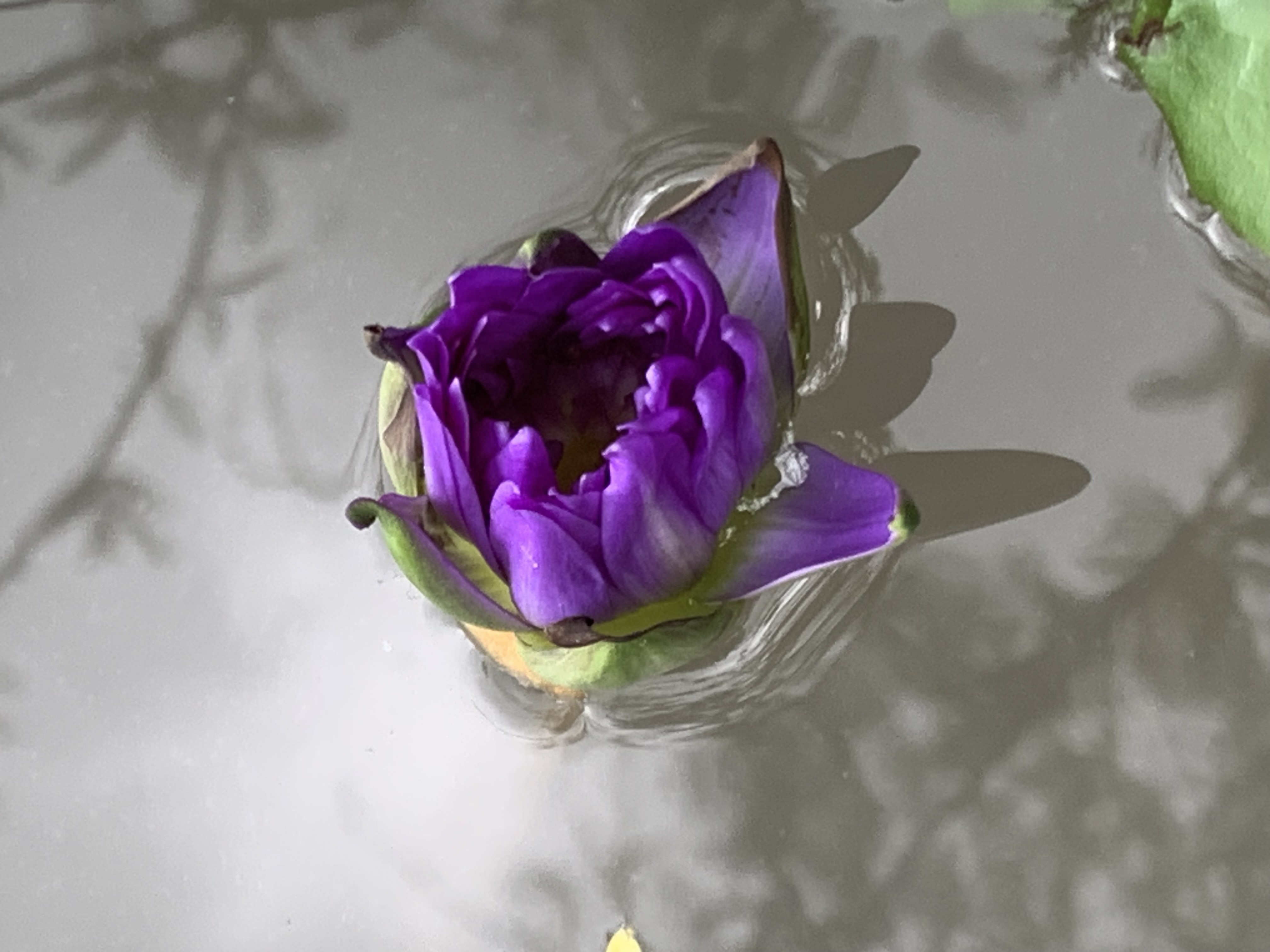 lotus_flowers5.jpg