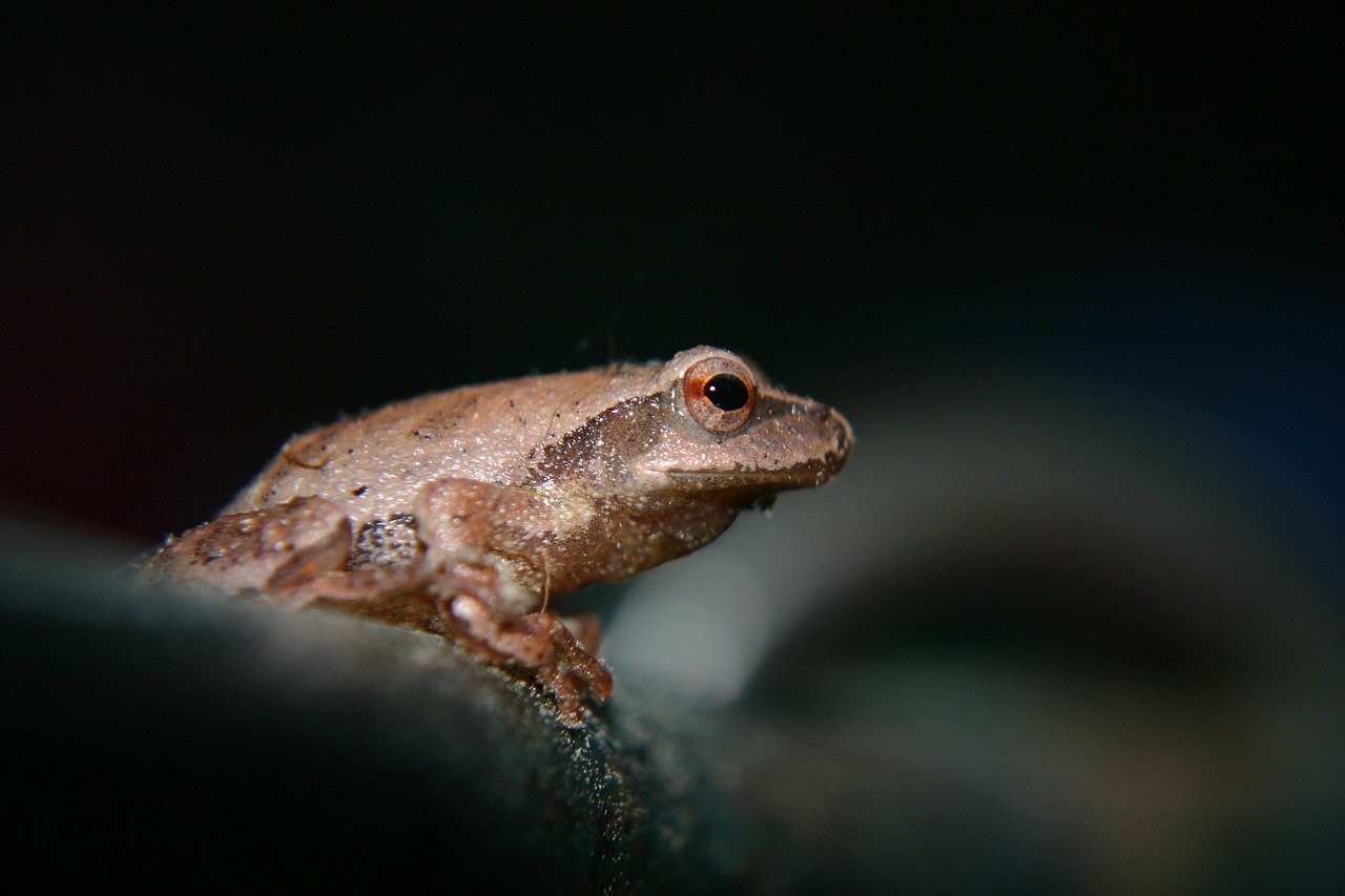 tree-frog-8600329_1280.jpg