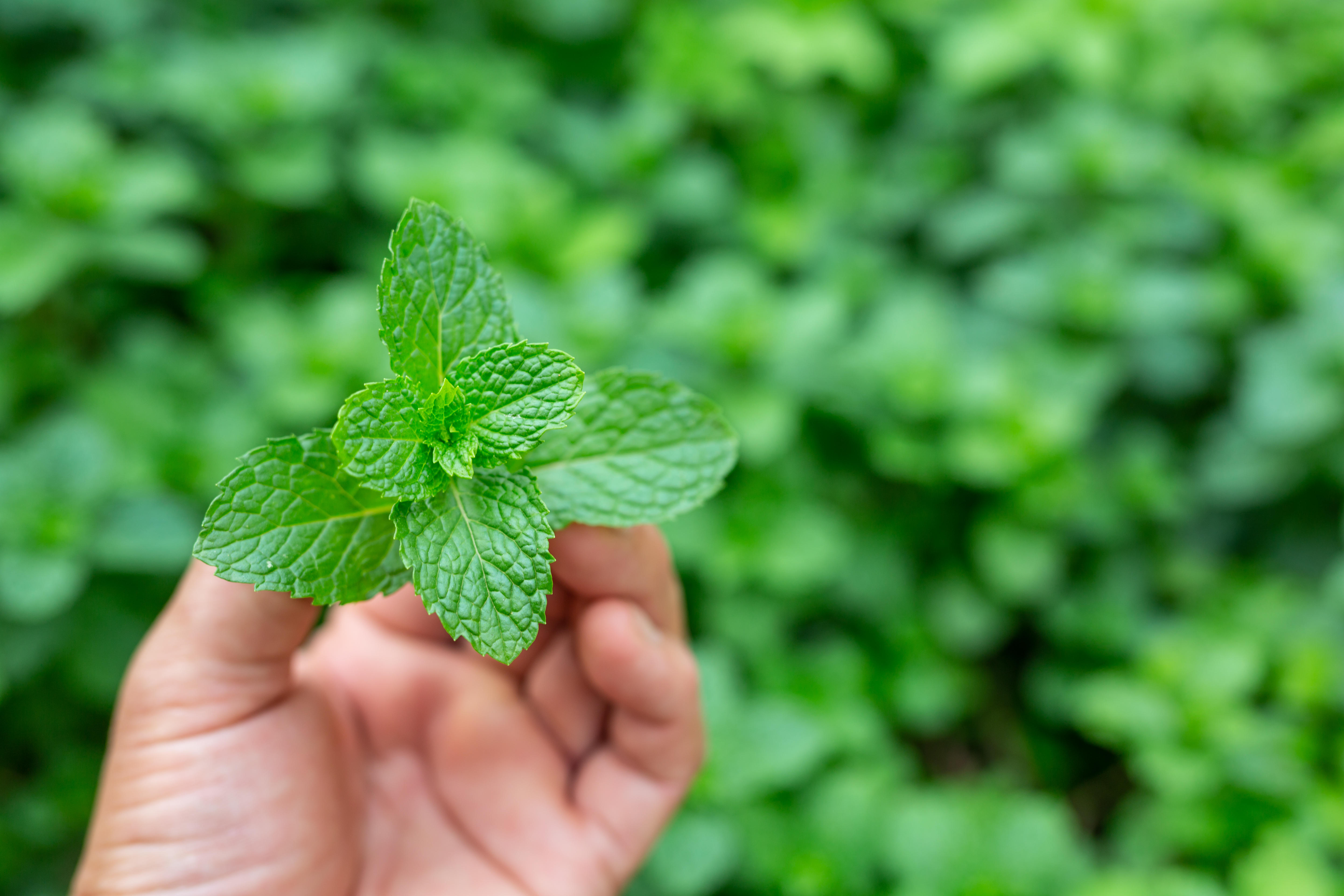 green-mint-leaf-handle.jpg