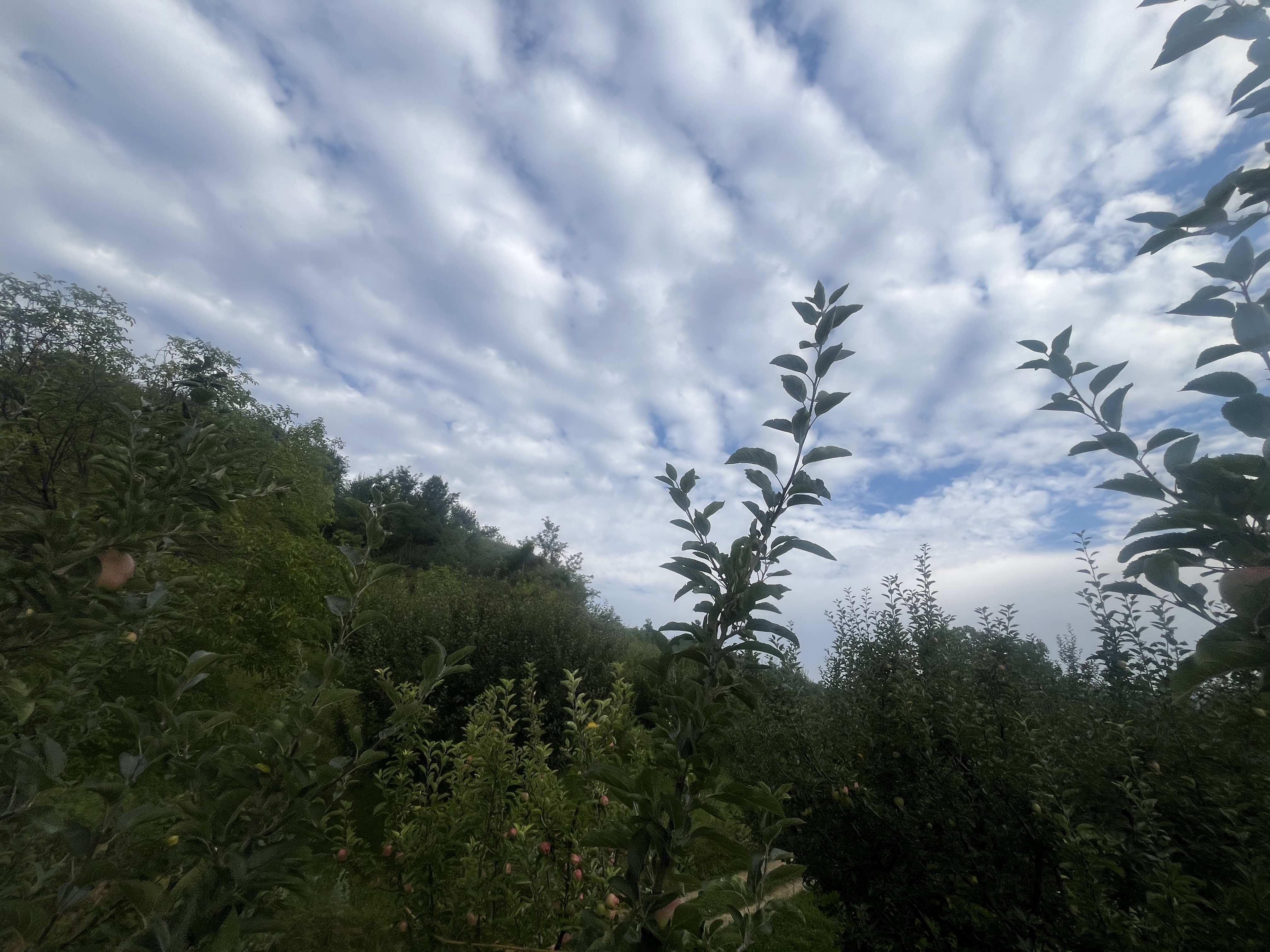 IMG_1521.jpeg