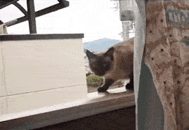 giphy1.gif