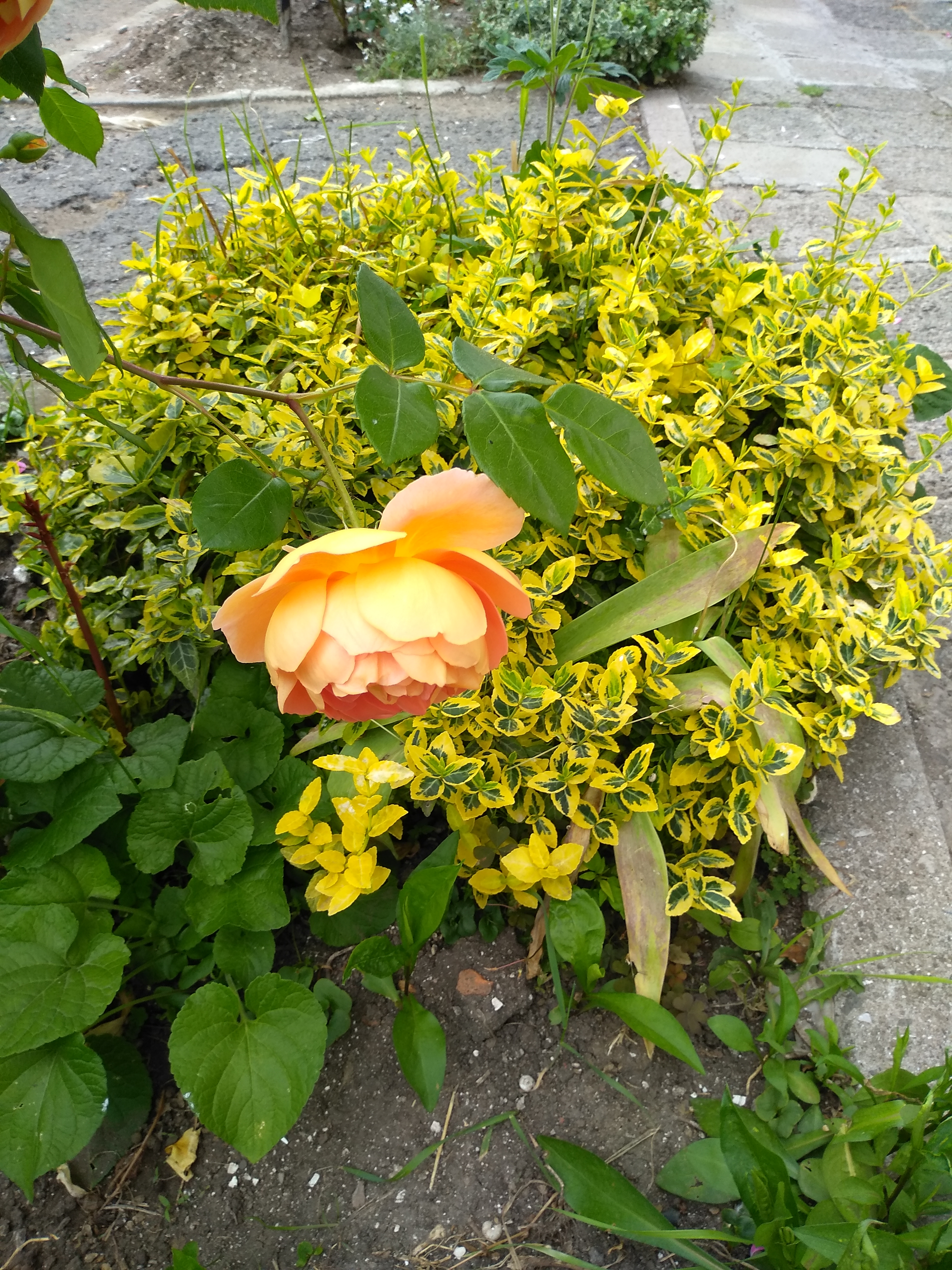 IMG_20200515_172608.jpg